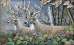 (image for) Blackberry Vines White Tail Deer